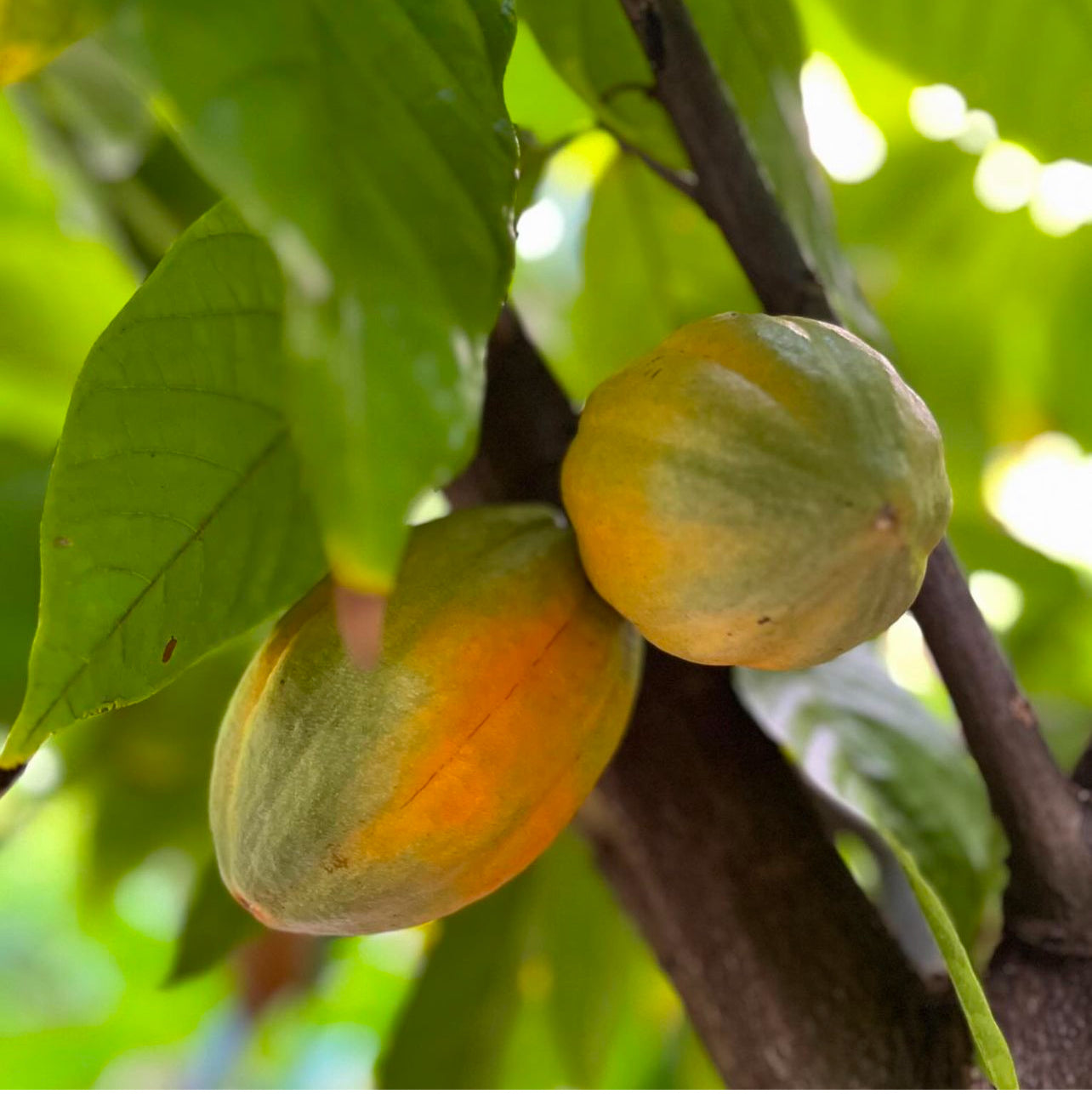 Pâte de Cacao KAK'Otantik